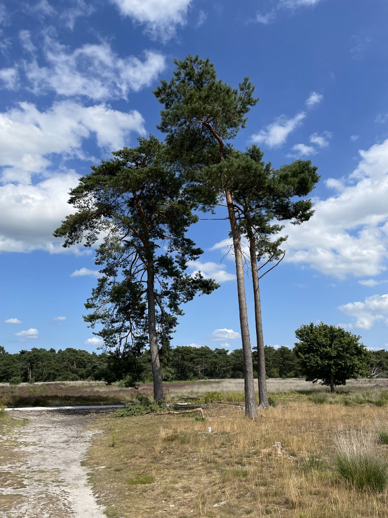Trees on the heath